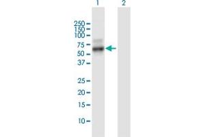 Western Blot analysis of PDLIM7 expression in transfected 293T cell line by PDLIM7 MaxPab polyclonal antibody. (PDLIM7 antibody  (AA 1-457))