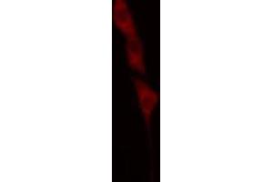 ABIN6269012 staining A549 cells by IF/ICC. (HSP70 1A antibody  (C-Term))