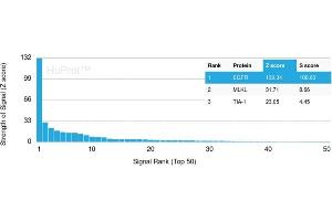 Analysis of Protein Array containing more than 19,000 full-length human proteins using EGFR-Monospecific Recombinant Rabbit Monoclonal Antibody (C1A/1506R) Z- and S- Score: The Z-score represents the strength of a signal that a monoclonal antibody (Monoclonal Antibody) (in combination with a fluorescently-tagged anti-IgG secondary antibody) produces when binding to a particular protein on the HuProtTM array. (Recombinant EGFR antibody)