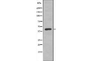 Western blot analysis of extracts from HeLa cells, using DUSP9 antibody. (DUSP9 antibody  (Internal Region))