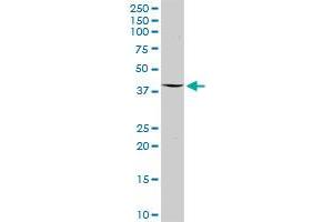 DEPDC6 MaxPab rabbit polyclonal antibody. (DEPTOR antibody  (AA 1-409))