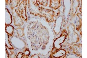 IHC image of ABIN7127819 diluted at 1:100 and staining in paraffin-embedded human kidney tissue performed on a Leica BondTM system. (Recombinant ATP1A1 antibody)