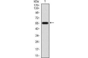 Western blot analysis using ATG16L1 mAb against human ATG16L1 (AA: 11-257) recombinant protein.