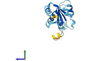 Protein Structure (PS) image for NHP2 Ribonucleoprotein (NHP2) (AA 1-153) protein (His tag) (ABIN7549856)