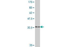 Western Blot detection against Immunogen (33. (CH25H antibody  (AA 206-272))