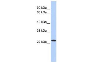Western Blotting (WB) image for anti-Stromal Cell Derived Factor 2 (SDF2) antibody (ABIN2459225) (SDF2 antibody)