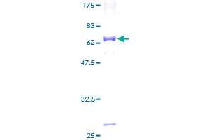 MRPL39 Protein (AA 1-333) (GST tag)