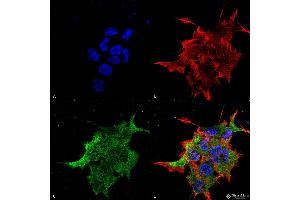 Immunocytochemistry/Immunofluorescence analysis using Mouse Anti-NALCN Monoclonal Antibody, Clone S187-7 . (NALCN antibody  (AA 1659-1738) (PerCP))