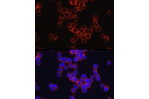 Immunofluorescence analysis of TF-1 cells using SIGLEC3/CD33 Rabbit pAb (ABIN3022815, ABIN3022816, ABIN3022817, ABIN1512703 and ABIN6219241) at dilution of 1:150 (40x lens). (CD33 antibody  (AA 49-259))