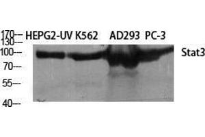 Western Blot (WB) analysis of different cells using Stat3 Polyclonal Antibody.