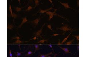 Immunofluorescence analysis of C6 cells using PRKAB2 Polyclonal Antibody at dilution of 1:100 (40x lens). (PRKAB2 antibody)
