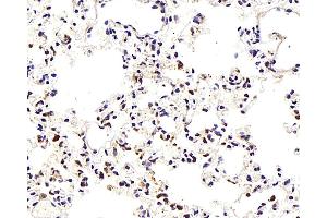 Immunohistochemistry analysis of paraffin-embedded Mouse lung using TEK Polyclonal Antibody at dilution of 1:300. (TEK antibody)