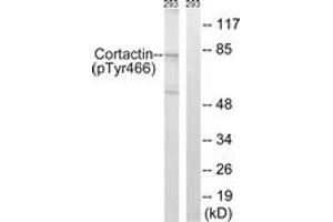 Western blot analysis of extracts from 293 cells, using Cortactin (Phospho-Tyr466) Antibody. (Cortactin antibody  (pTyr466))