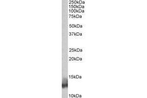 AP21293PU-N PLN antibody staining of Human Heart lysate at 0. (Phospholamban antibody  (N-Term))