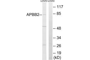 Western blot analysis of extracts from LOVO cells, using APBB2 antibody.