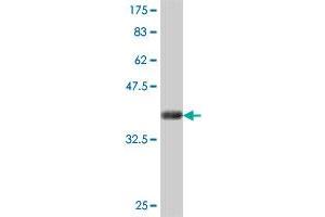 Western Blot detection against Immunogen (35. (NEU1 antibody  (AA 334-415))