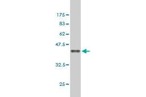 Western Blot detection against Immunogen (36. (APC antibody  (AA 2744-2843))