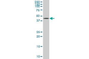 XBP1 monoclonal antibody (M01), clone 3F5. (XBP1 antibody  (AA 123-225))