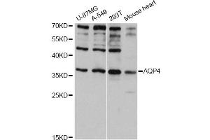 Western blot analysis of extracts of various cell lines, using AQP4 antibody (ABIN5971492) at 1:3000 dilution. (Aquaporin 4 antibody)