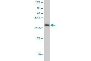 Western Blot detection against Immunogen (36.