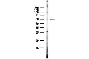 Western blot analysis of lysates from HepG2 cells(heat-shock,45 min treatment), using GORASP2 Antibody at 1/1000 dilution.