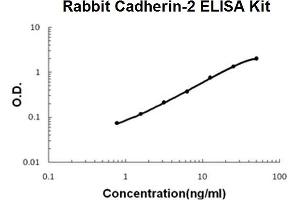 Rabbit Cadherin-2/N-Cadherin PicoKine ELISA Kit standard curve