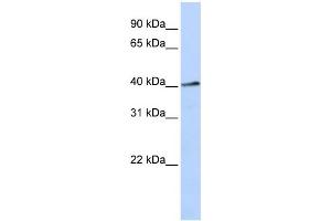 WB Suggested Anti-FOXL1 Antibody Titration: 0. (FOXL1 antibody  (N-Term))