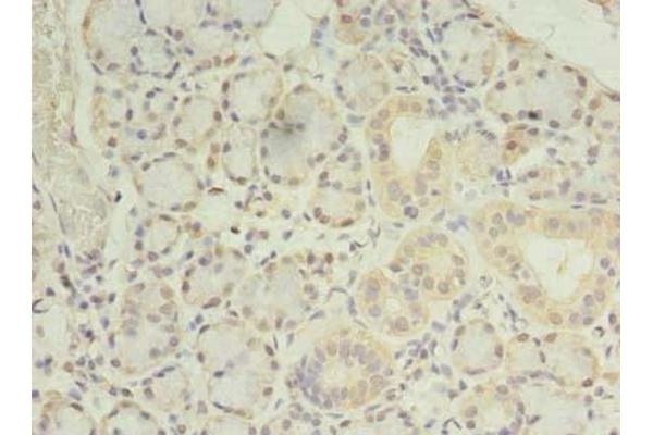 PRRC1 antibody  (AA 200-445)