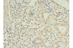 Immunohistochemistry of paraffin-embedded human pancreatic tissue using ABIN7165992 at dilution of 1:100 (PRRC1 antibody  (AA 200-445))