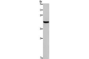 Western Blotting (WB) image for anti-Transcription Factor Dp-1 (TFDP1) antibody (ABIN2423326) (DP1 antibody)