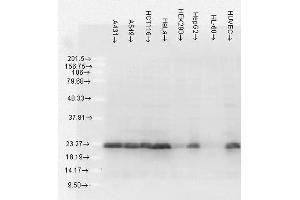 Western Blot analysis of Human Cell lysates showing detection of Hsp27 protein using Mouse Anti-Hsp27 Monoclonal Antibody, Clone 5D12-A3 . (HSP27 antibody  (Atto 488))