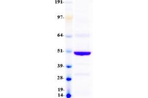 Validation with Western Blot (BTN2A1 Protein (Transcript Variant 2) (Myc-DYKDDDDK Tag))