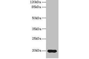 Western blot All lanes: Reg3g antibody at 14 μg/mL + Mouse kidney tissue Secondary Goat polyclonal to rabbit IgG at 1/10000 dilution Predicted band size: 20 kDa Observed band size: 20 kDa (REG3g antibody  (AA 27-174))