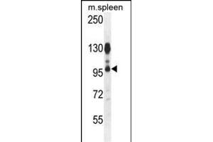AC Antibody (N-term) 1134a western blot analysis in mouse spleen tissue lysates (35 μg/lane). (ACAP1 antibody  (N-Term))