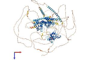 Calmodulin Regulated Spectrin-Associated Protein Family, Member 3 (CAMSAP3) (AA 1-1252) protein (His tag)