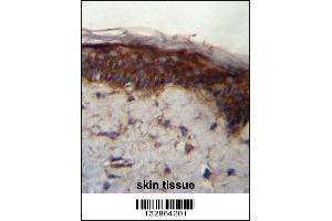 LRRC37B Antibody immunohistochemistry analysis in formalin fixed and paraffin embedded human skin tissue followed by peroxidase conjugation of the secondary antibody and DAB staining. (LRRC37B antibody  (C-Term))