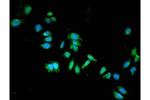Immunofluorescent analysis of HepG2 cells using ABIN7149930 at dilution of 1:100 and Alexa Fluor 488-congugated AffiniPure Goat Anti-Rabbit IgG(H+L) (DPYSL2 antibody  (AA 1-572))