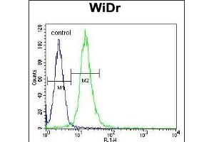 WDR5B Antibody (N-term) (ABIN655005 and ABIN2844640) flow cytometric analysis of WiDr cells (right histogram) compared to a negative control cell (left histogram). (WDR5B antibody  (N-Term))