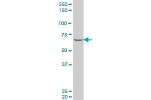 PASD1 monoclonal antibody (M06), clone 1G12 Western Blot analysis of PASD1 expression in HeLa . (PASD1 antibody  (AA 1-100))