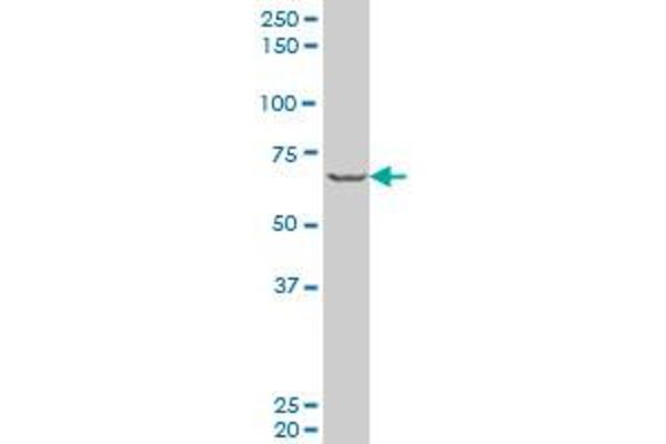 PASD1 antibody  (AA 1-100)