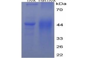 SDS-PAGE of Protein Standard from the Kit (Synthesized rat TSH). (TSH ELISA Kit)