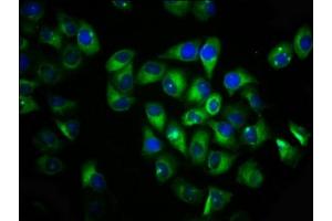Immunofluorescence staining of Hela cells with ABIN7175626 at 1:133, counter-stained with DAPI. (VN1R1 antibody  (AA 1-56))