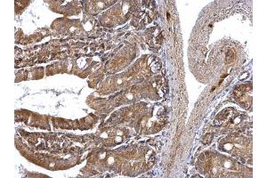 IHC-P Image ETEA antibody [C3], C-term detects ETEA protein at cytoplasm on mouse intestine by immunohistochemical analysis. (FAF2 antibody  (C-Term))