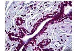 Immunohistochemistry (IHC) image for anti-SMAD, Mothers Against DPP Homolog 2 (SMAD2) antibody (ABIN781909) (SMAD2 antibody)