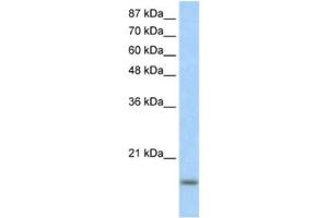Western Blotting (WB) image for anti-Inhibitor of DNA Binding 3, Dominant Negative Helix-Loop-Helix Protein (ID3) antibody (ABIN2460429)