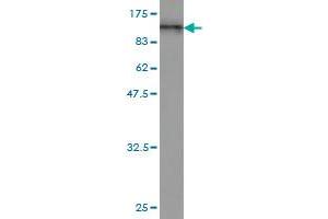 Western Blot detection against Immunogen (97. (RALBP1 antibody  (AA 1-655))