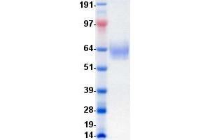 Validation with Western Blot