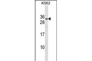 SSX3 anticorps  (AA 53-80)