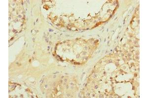 Immunohistochemistry of paraffin-embedded human testis tissue using ABIN7159917 at dilution of 1:100