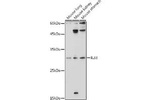 Western blot analysis of extracts of various cell lines, using IL33 antibody (ABIN6128136, ABIN6142383, ABIN6142385 and ABIN6224121) at 1:1000 dilution. (IL-33 antibody  (AA 95-270))
